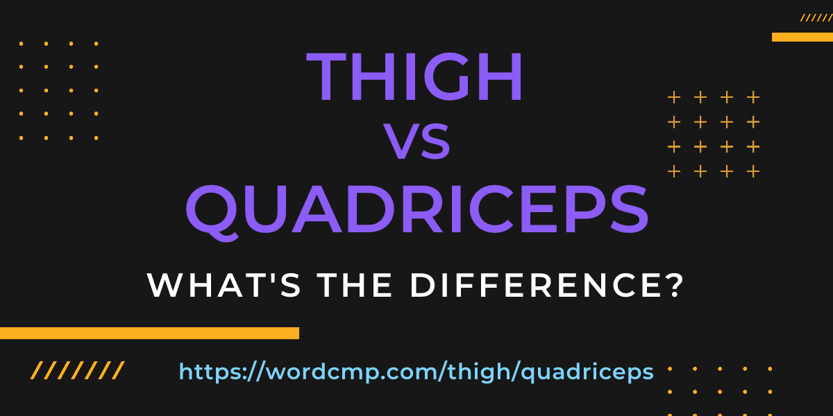 Difference between thigh and quadriceps