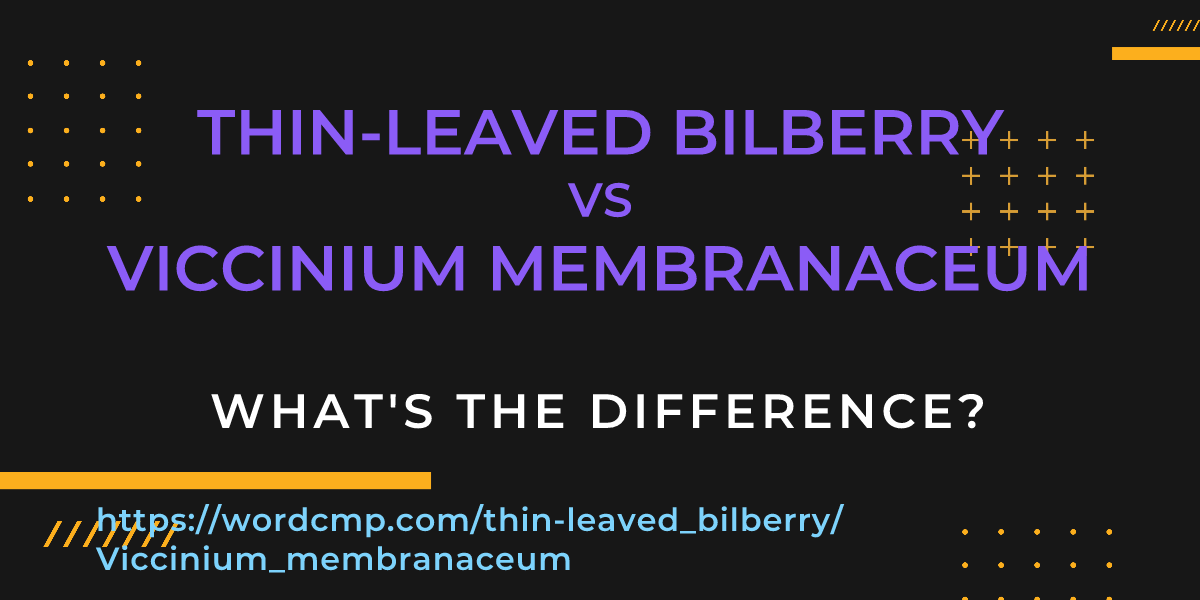 Difference between thin-leaved bilberry and Viccinium membranaceum
