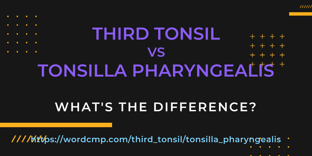 Difference between third tonsil and tonsilla pharyngealis
