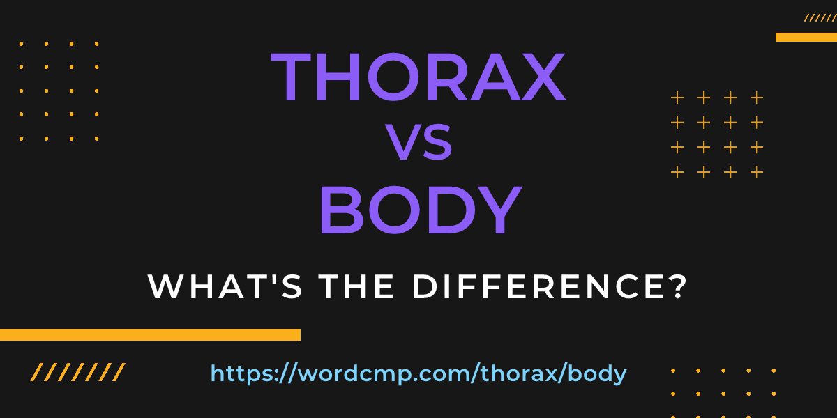 Difference between thorax and body