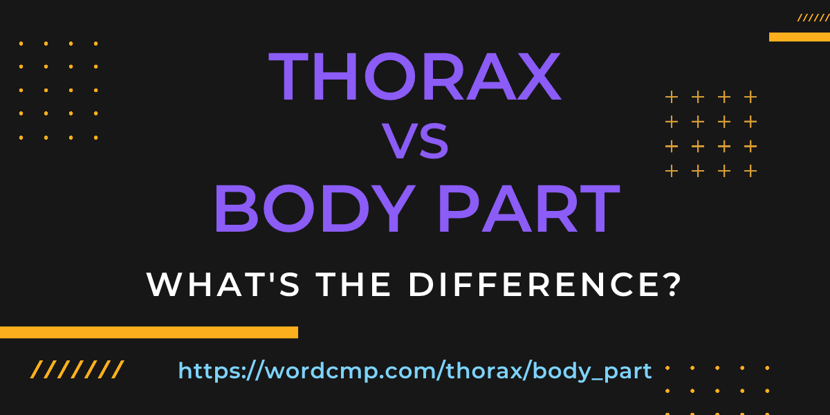 Difference between thorax and body part