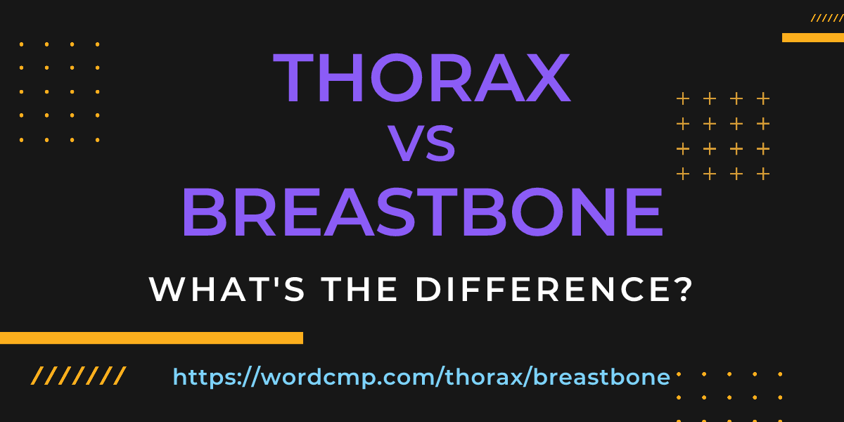 Difference between thorax and breastbone