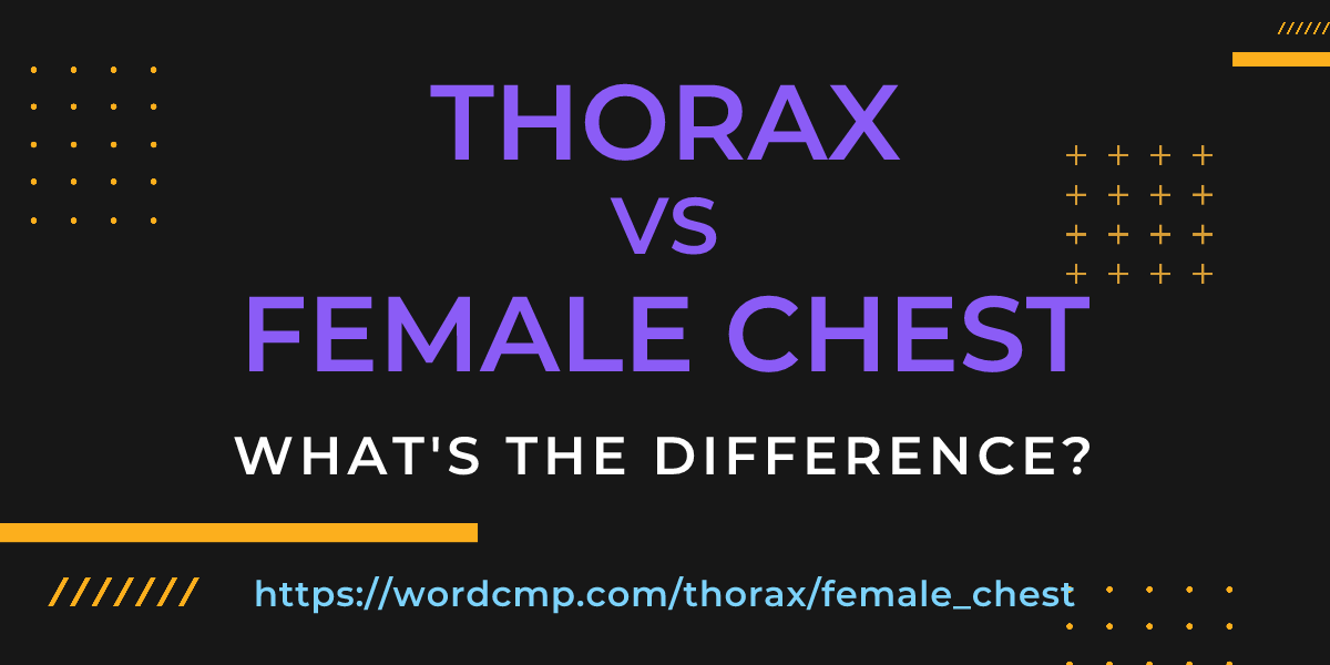 Difference between thorax and female chest