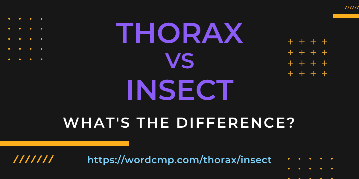 Difference between thorax and insect