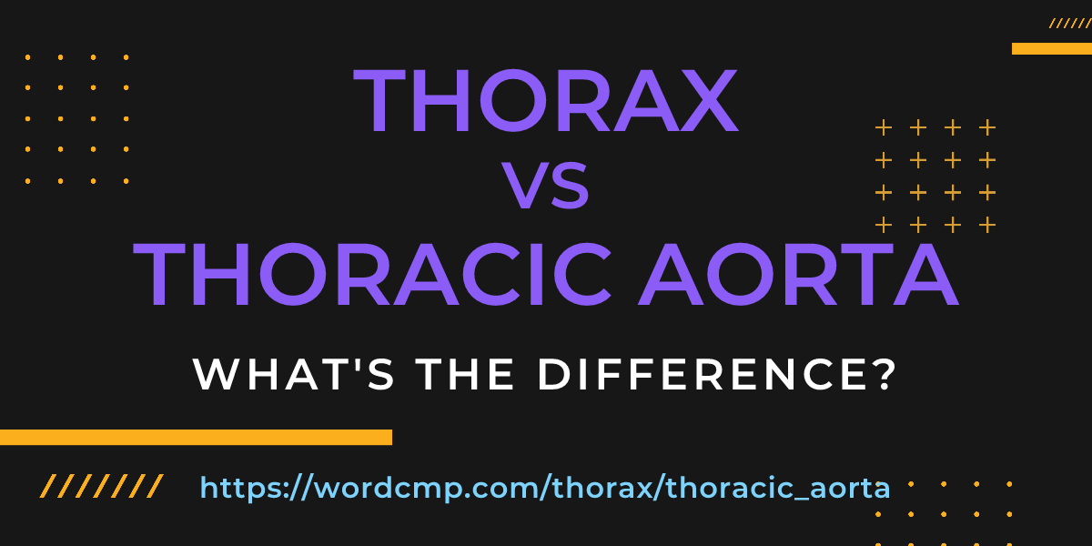 Difference between thorax and thoracic aorta