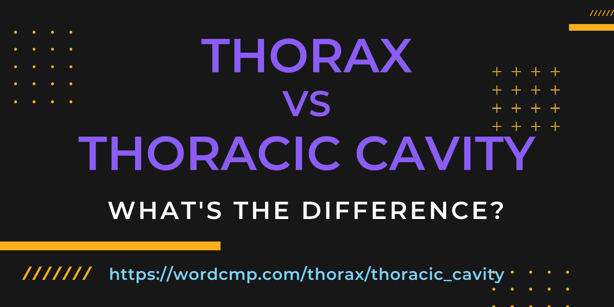 Difference between thorax and thoracic cavity