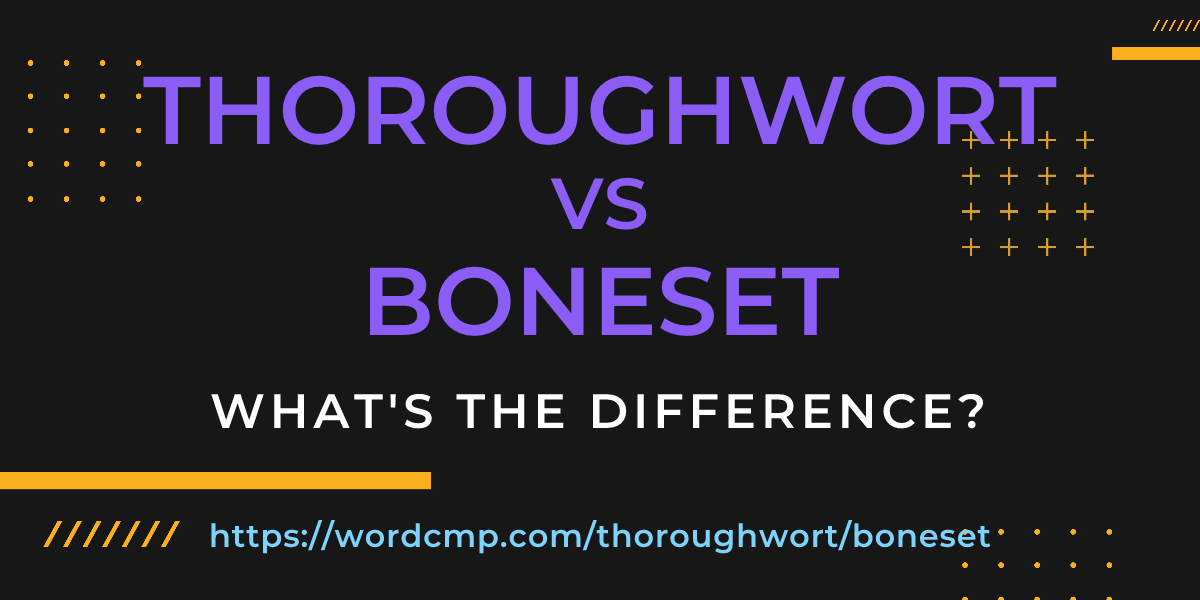 Difference between thoroughwort and boneset