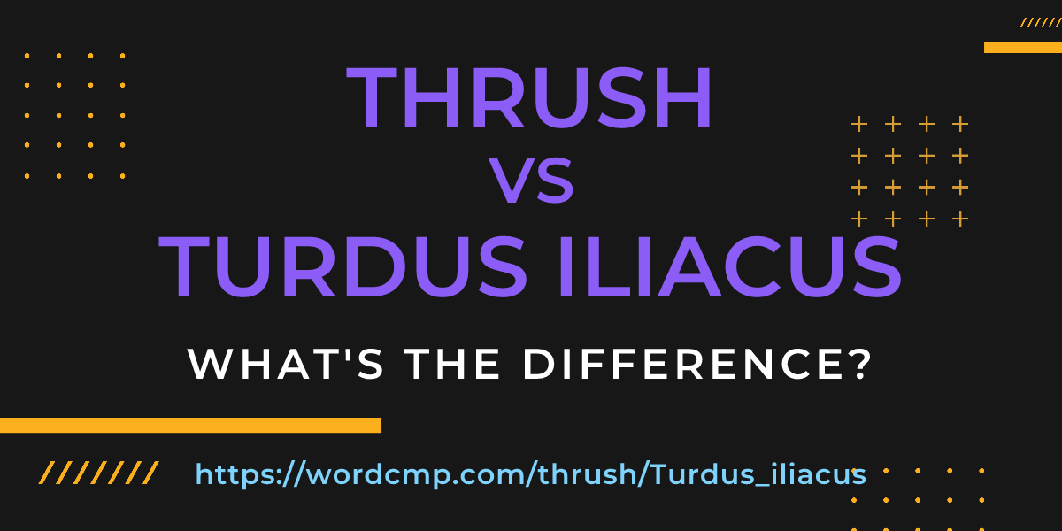 Difference between thrush and Turdus iliacus