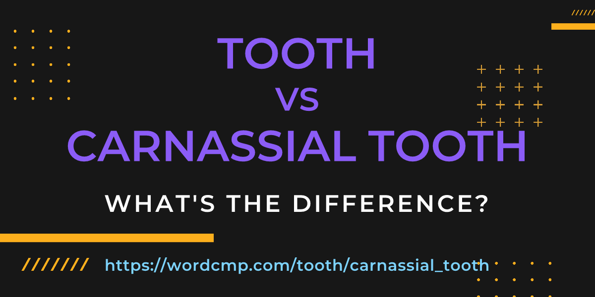 Difference between tooth and carnassial tooth