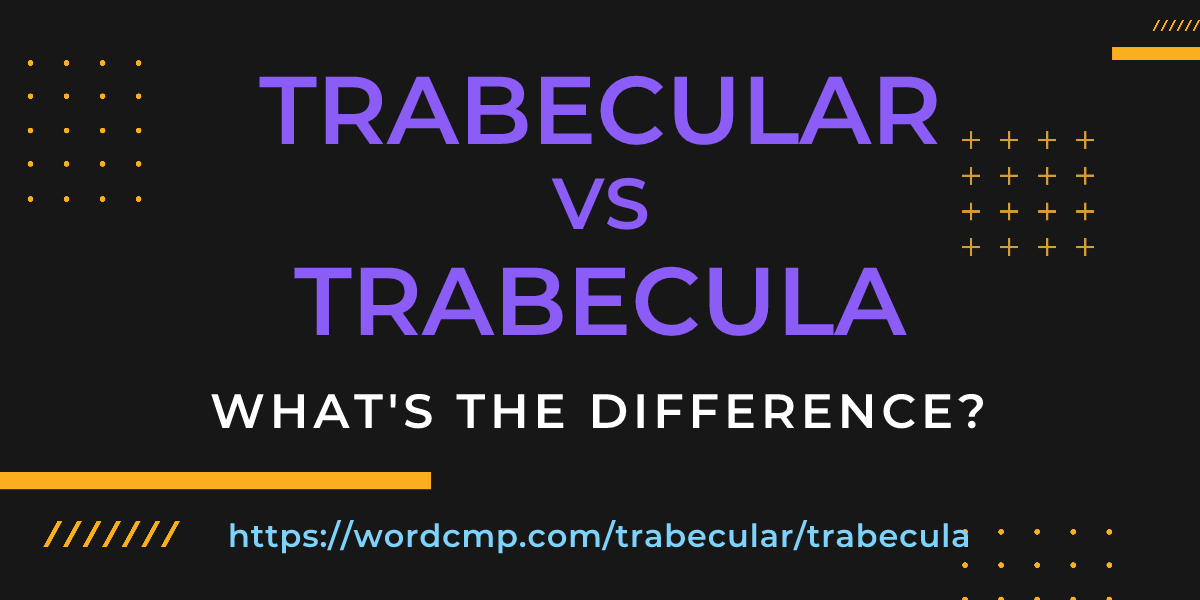 Difference between trabecular and trabecula