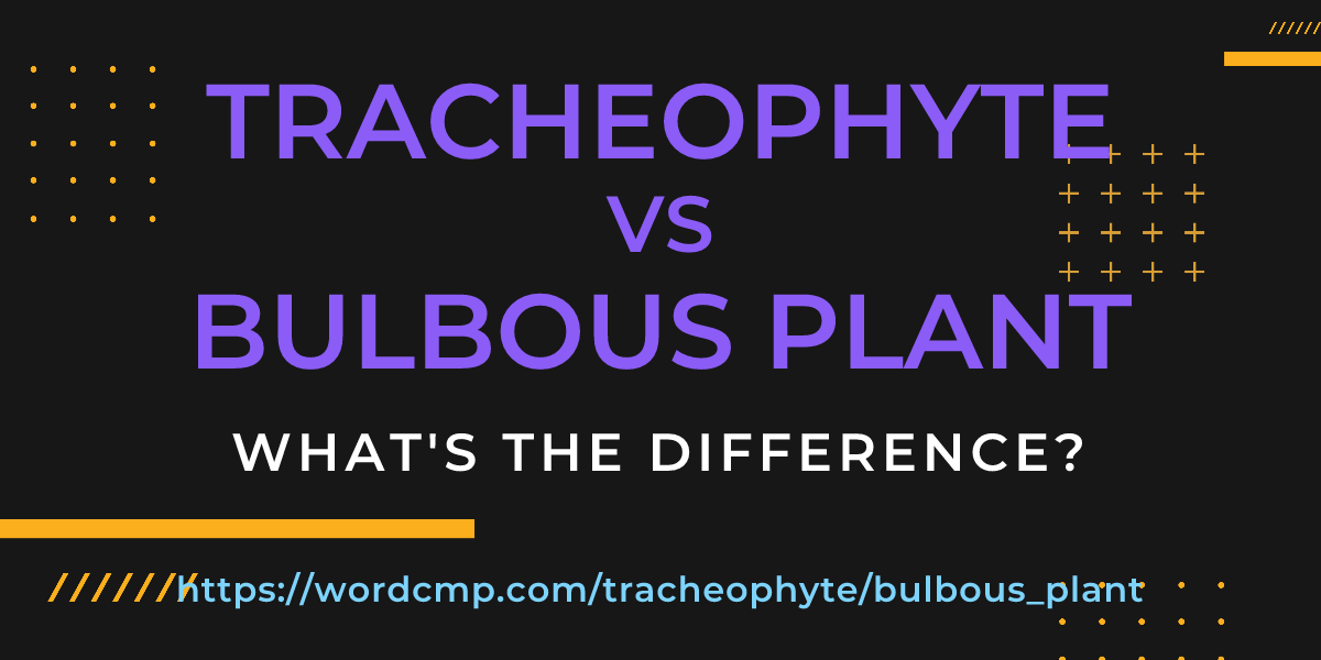 Difference between tracheophyte and bulbous plant