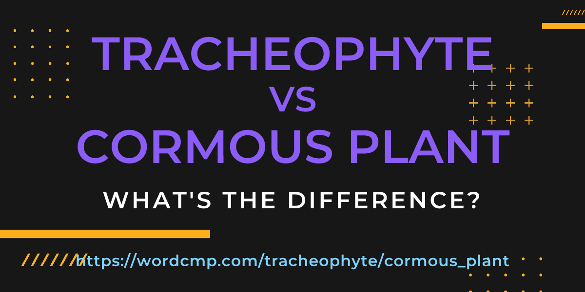 Difference between tracheophyte and cormous plant