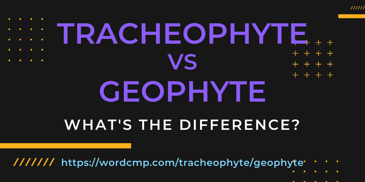 Difference between tracheophyte and geophyte