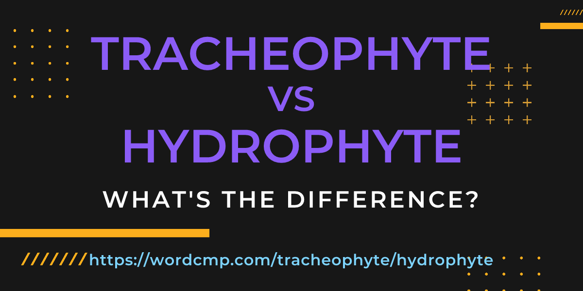 Difference between tracheophyte and hydrophyte