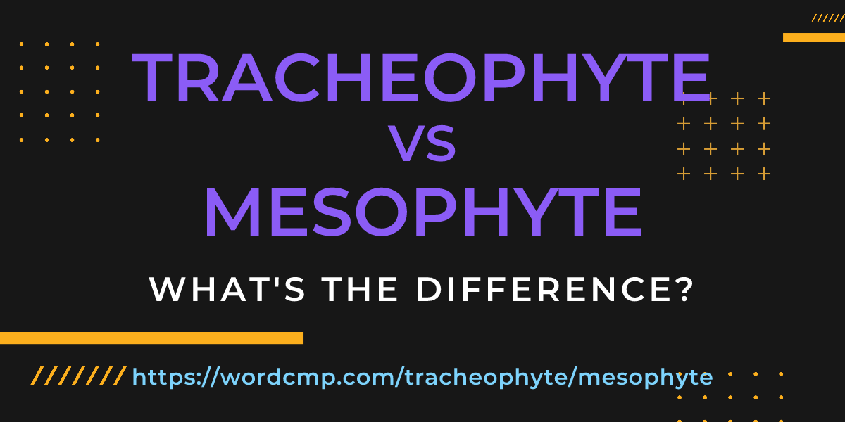Difference between tracheophyte and mesophyte