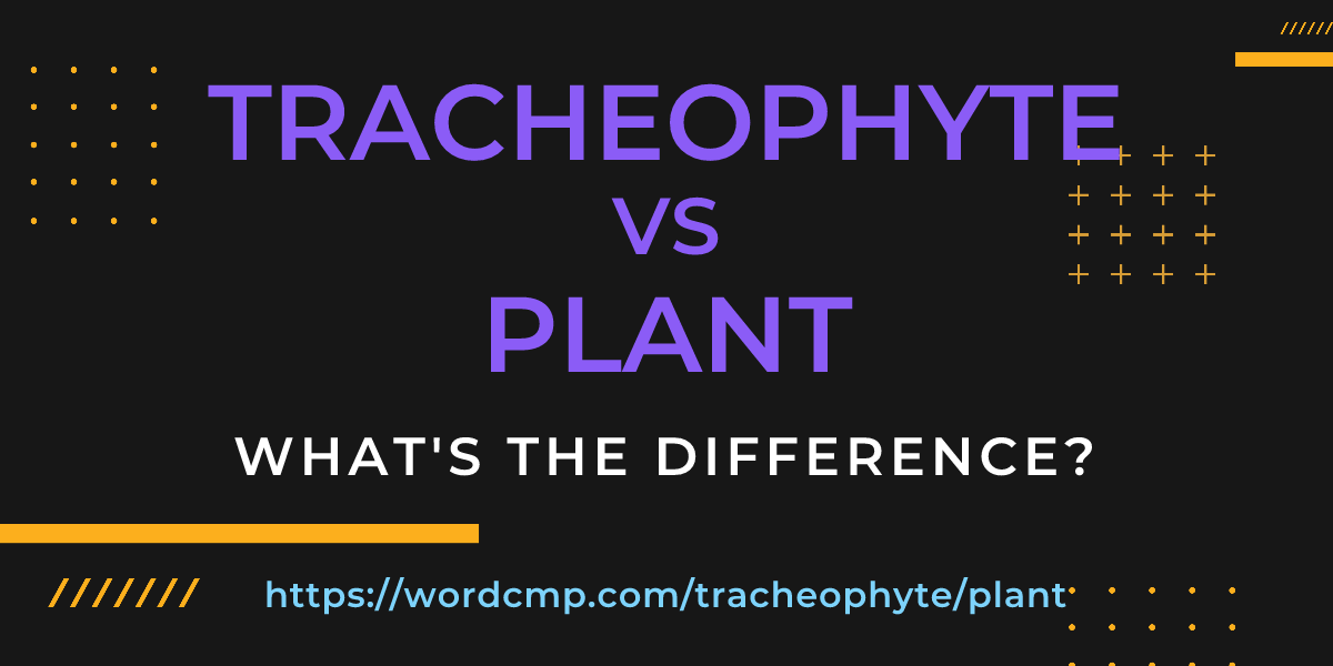 Difference between tracheophyte and plant