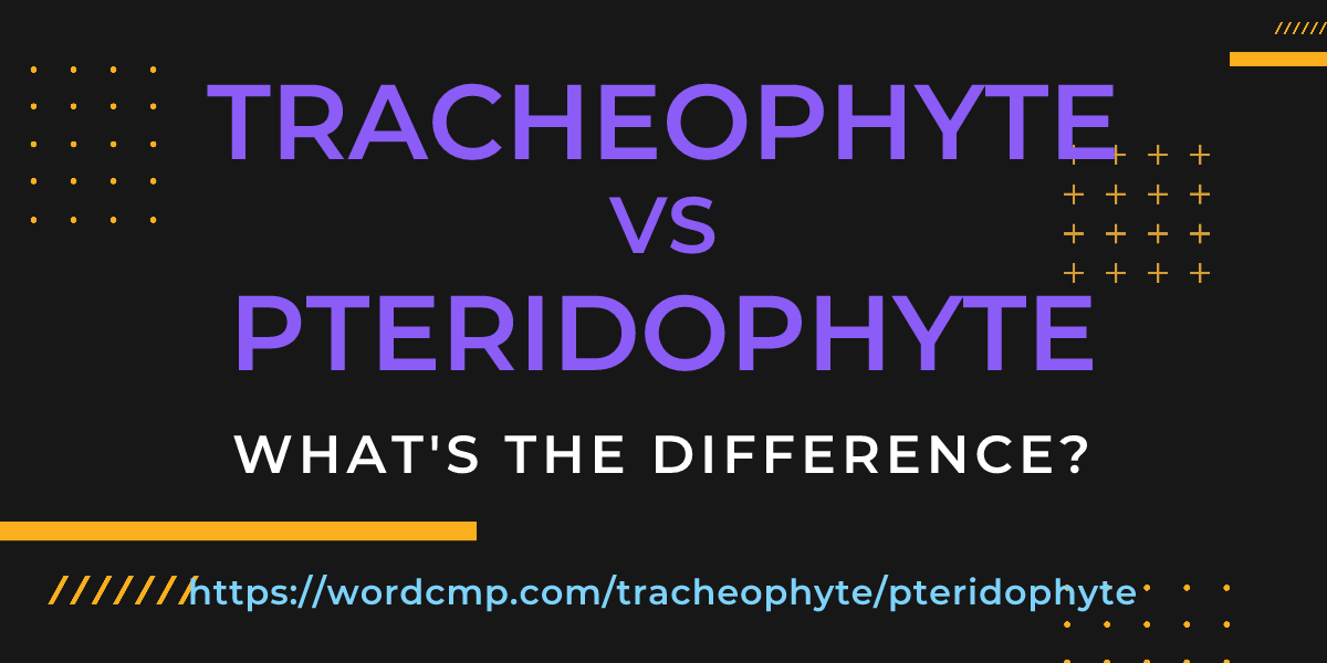 Difference between tracheophyte and pteridophyte