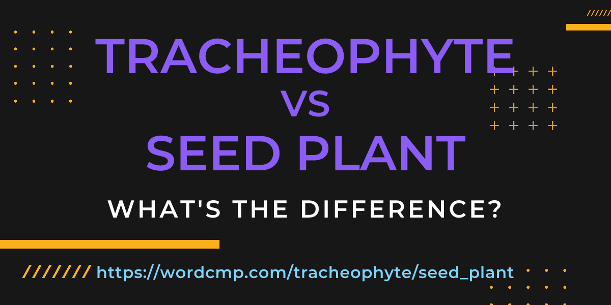 Difference between tracheophyte and seed plant