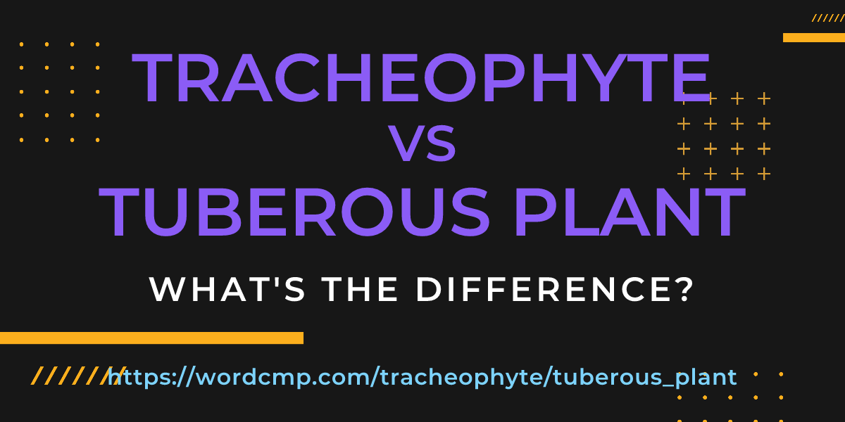 Difference between tracheophyte and tuberous plant