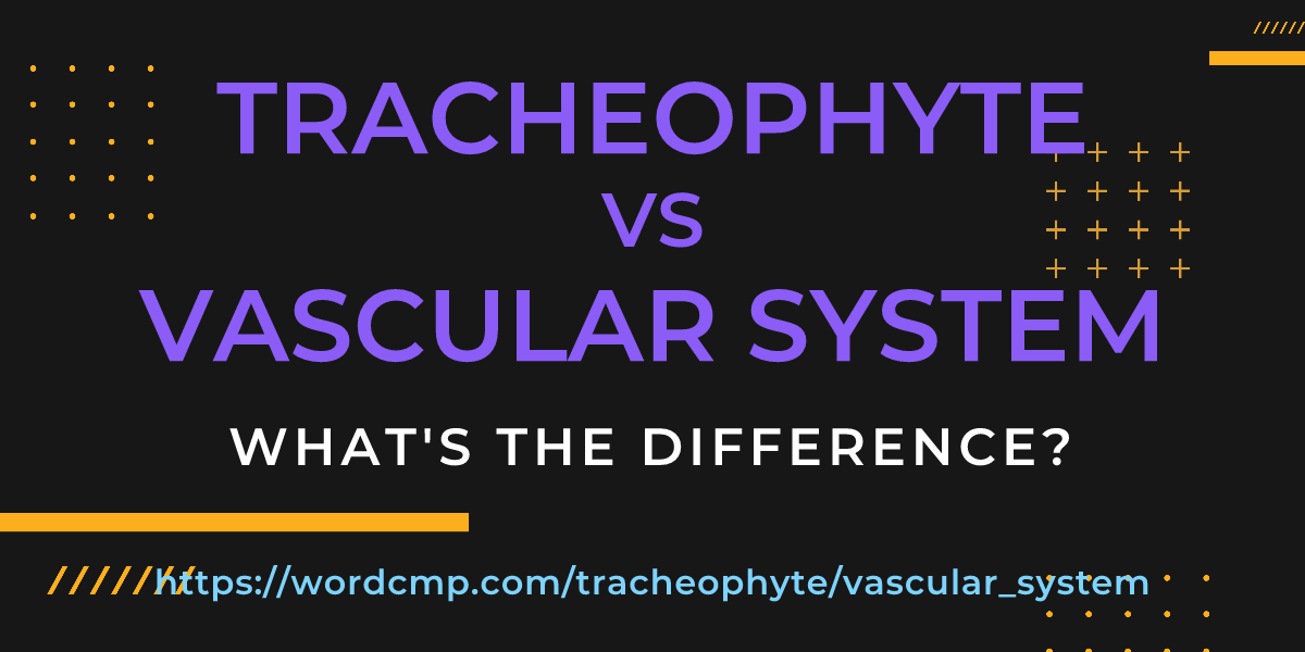 Difference between tracheophyte and vascular system
