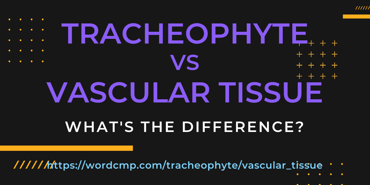 Difference between tracheophyte and vascular tissue