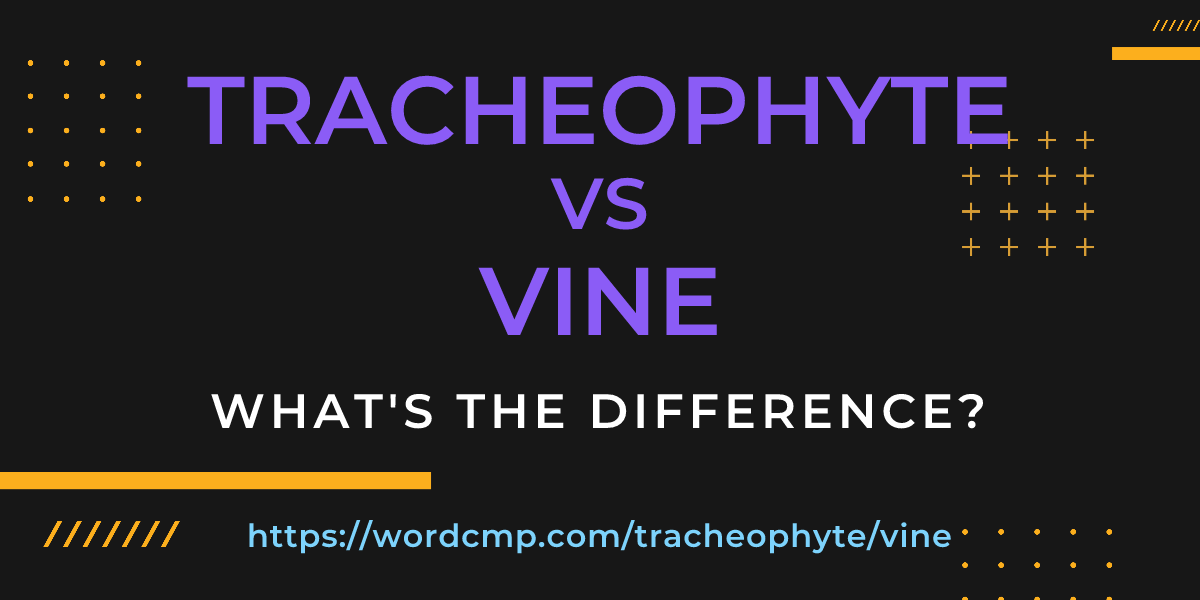 Difference between tracheophyte and vine