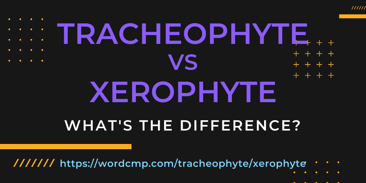 Difference between tracheophyte and xerophyte