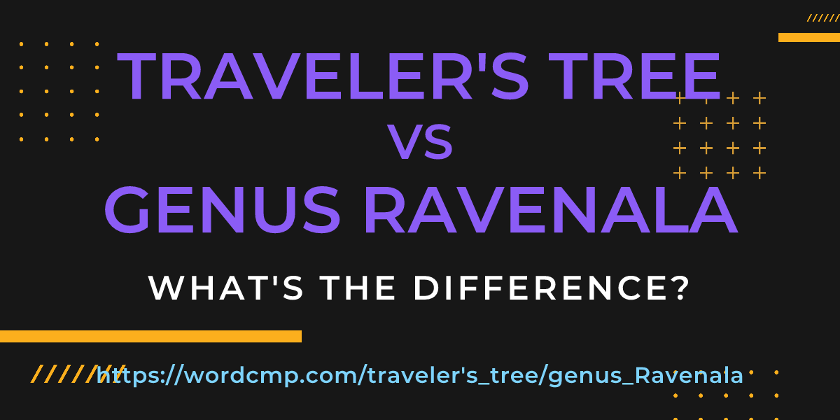 Difference between traveler's tree and genus Ravenala