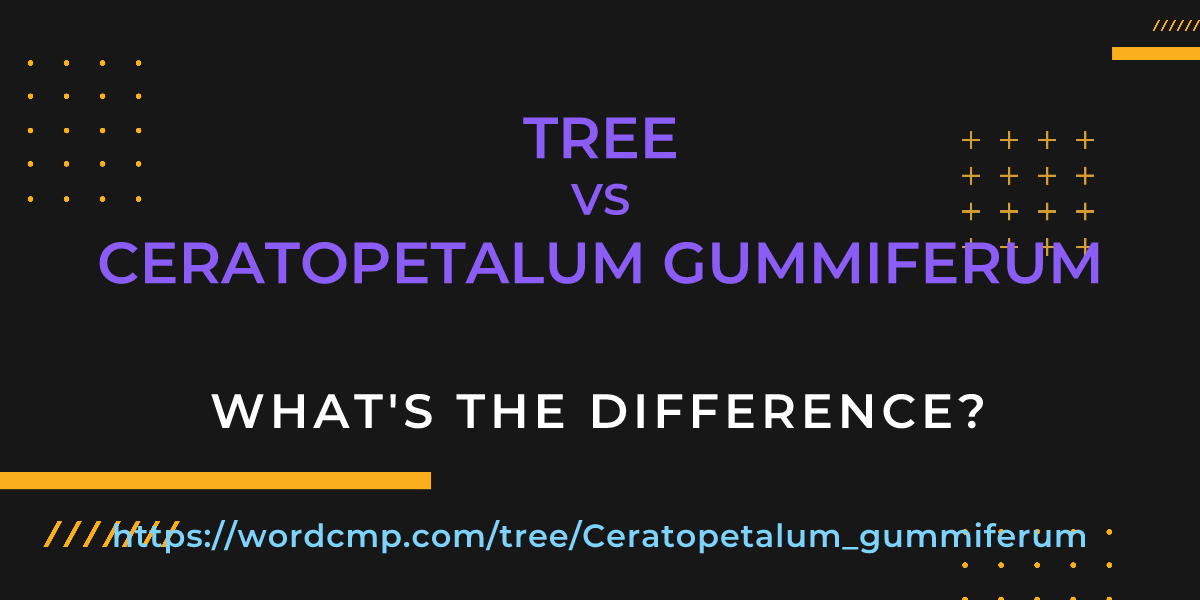 Difference between tree and Ceratopetalum gummiferum