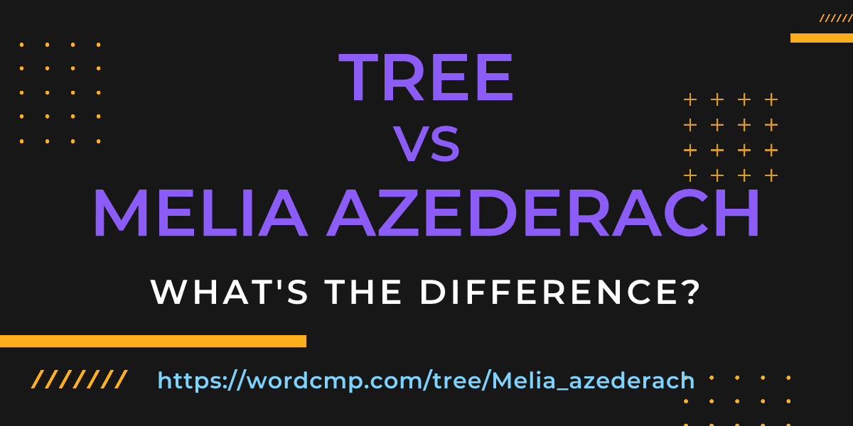 Difference between tree and Melia azederach