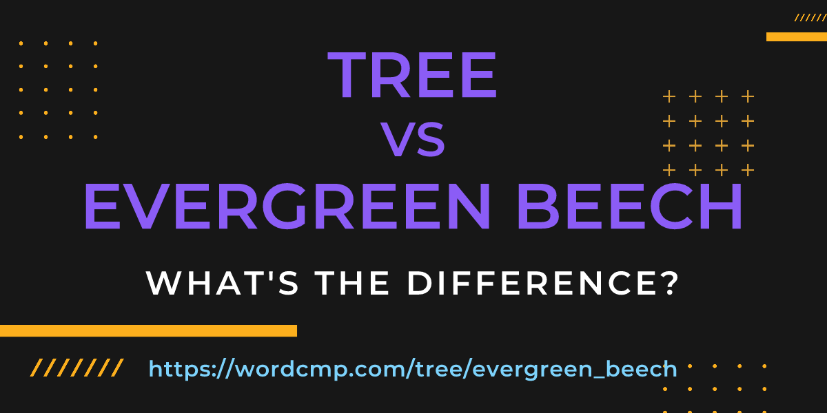 Difference between tree and evergreen beech