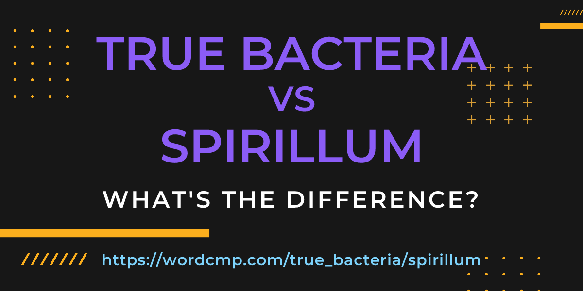 Difference between true bacteria and spirillum