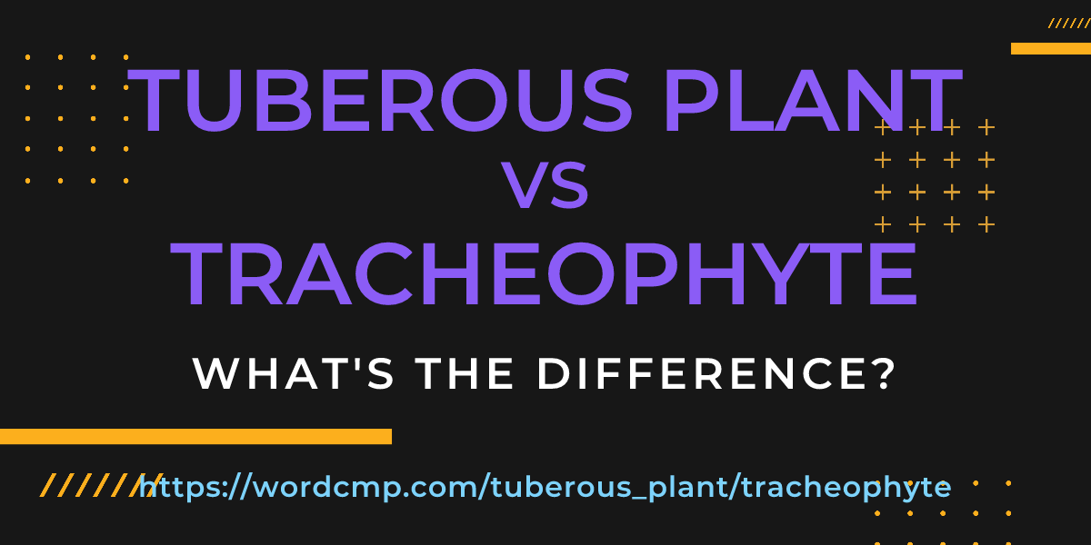 Difference between tuberous plant and tracheophyte