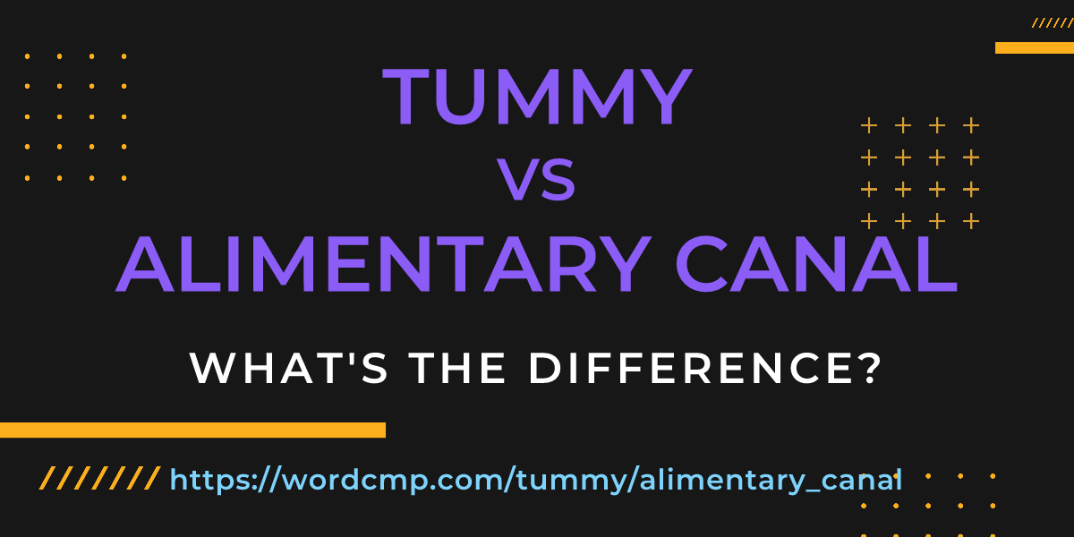 Difference between tummy and alimentary canal