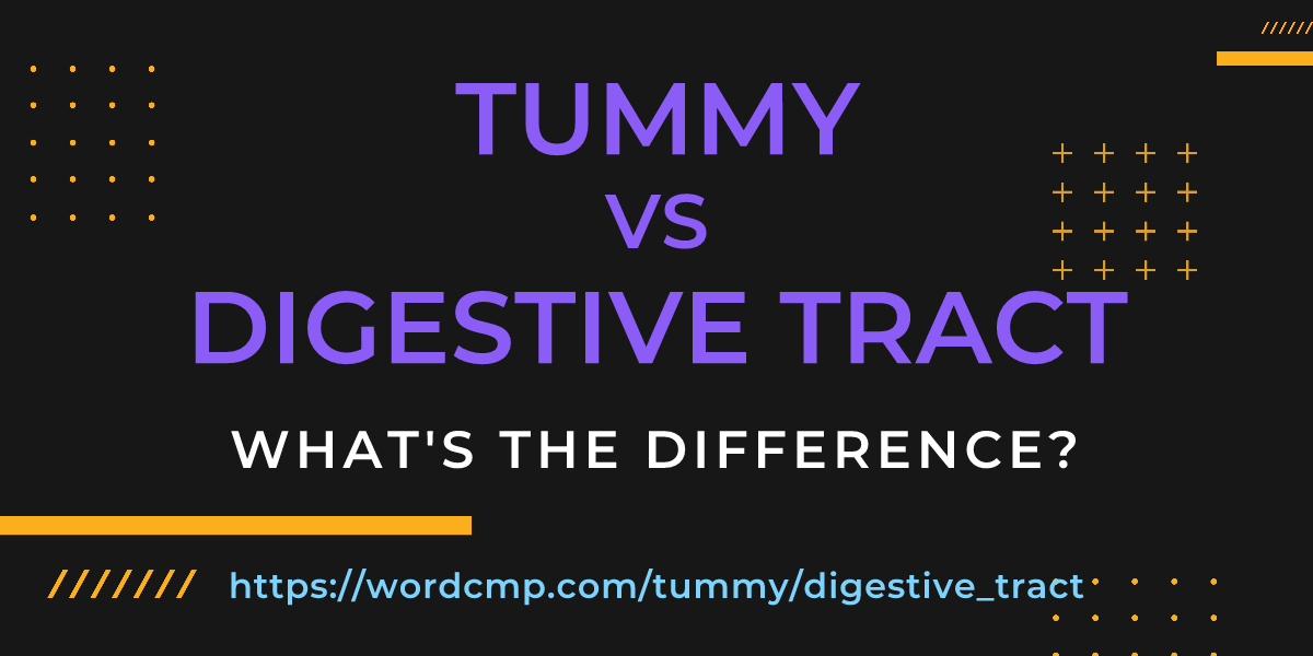 Difference between tummy and digestive tract