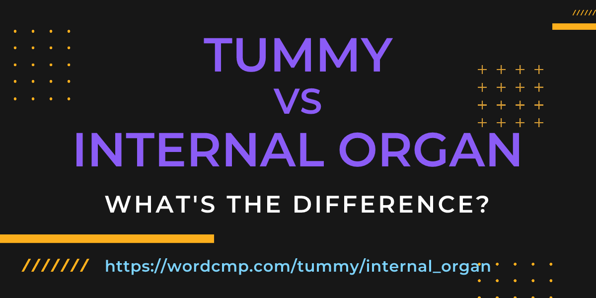 Difference between tummy and internal organ