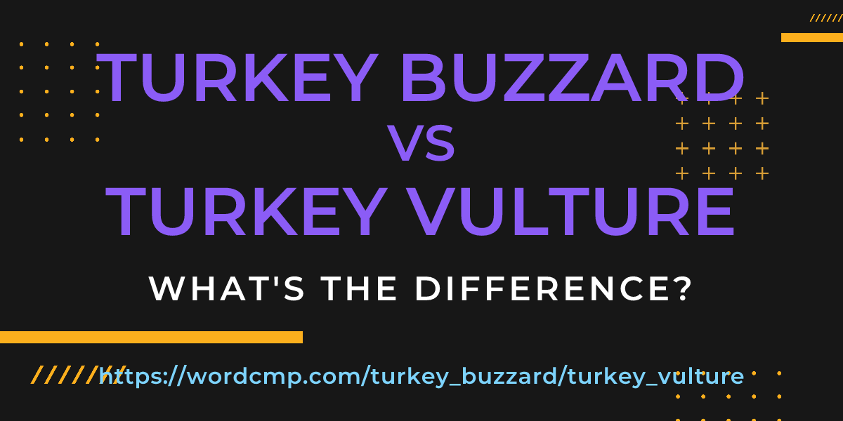 Difference between turkey buzzard and turkey vulture