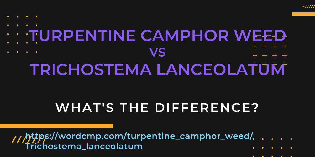 Difference between turpentine camphor weed and Trichostema lanceolatum