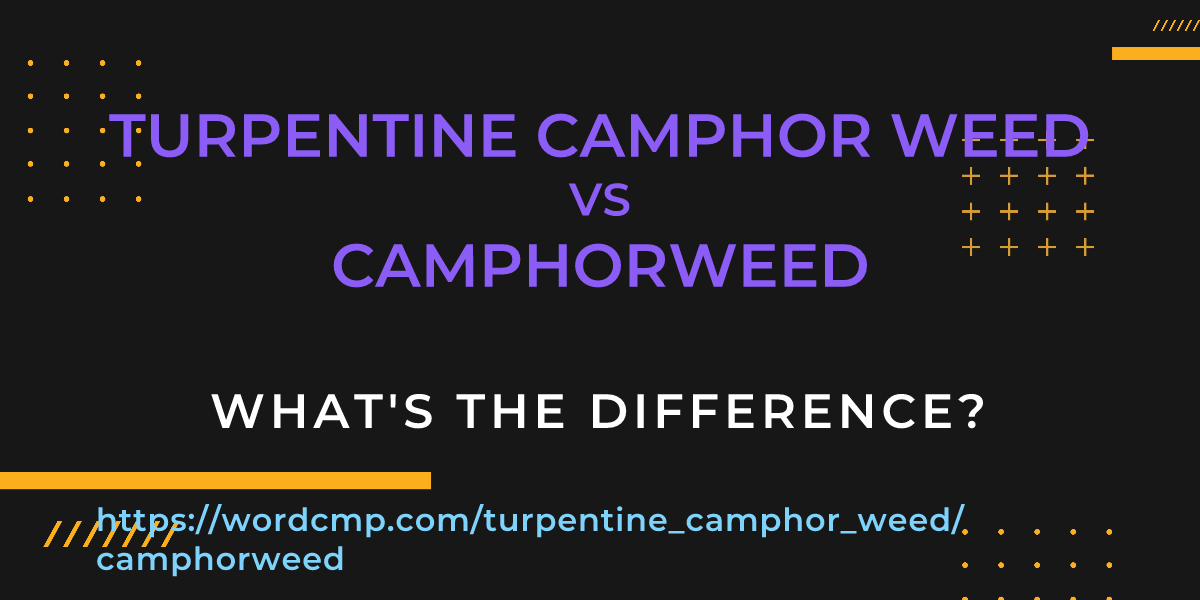 Difference between turpentine camphor weed and camphorweed