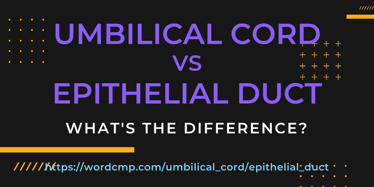 Difference between umbilical cord and epithelial duct