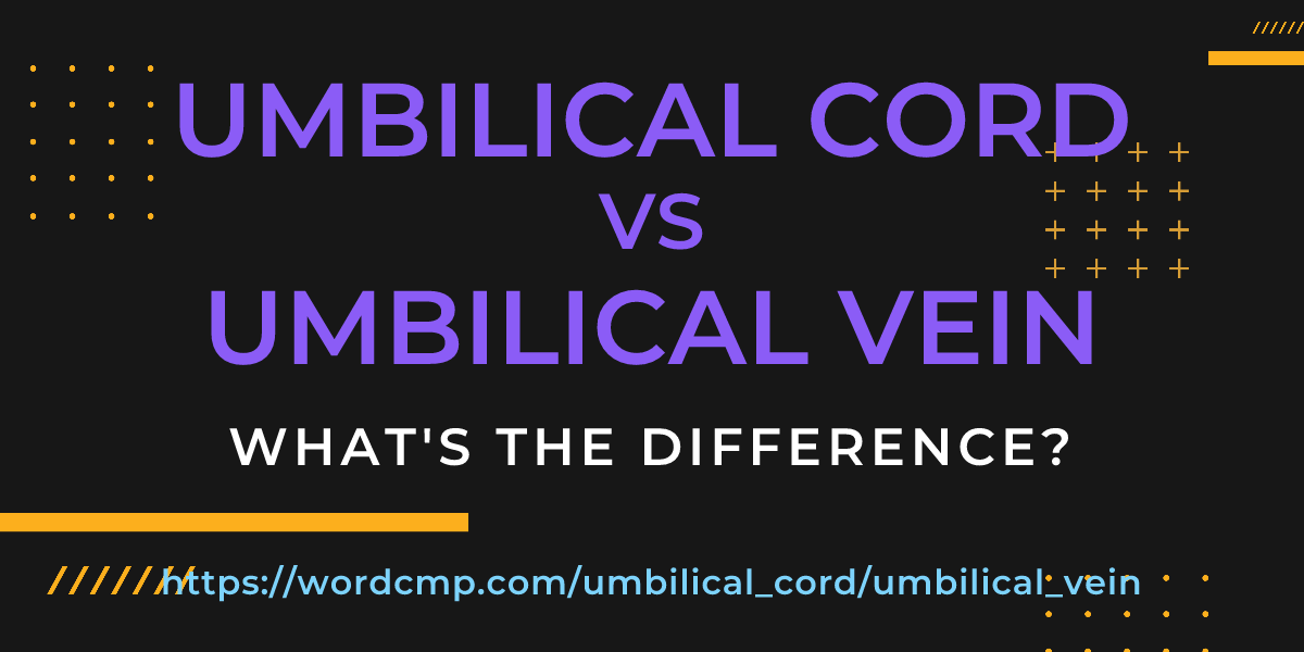 Difference between umbilical cord and umbilical vein