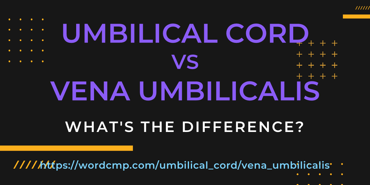 Difference between umbilical cord and vena umbilicalis