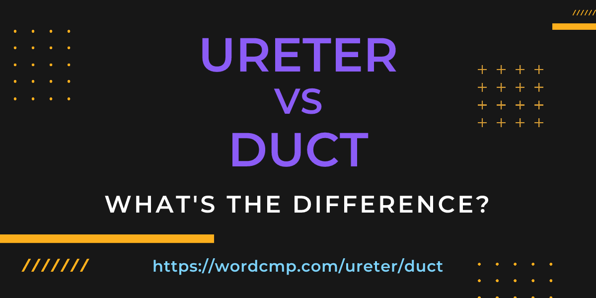 Difference between ureter and duct
