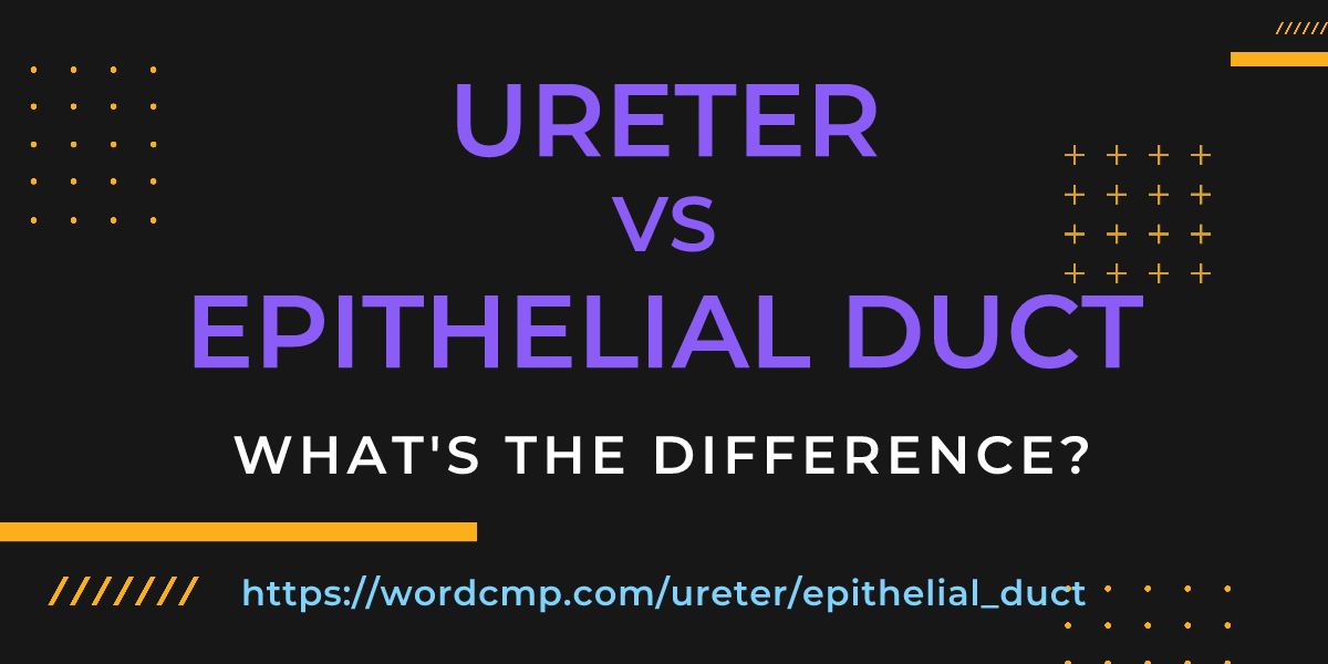 Difference between ureter and epithelial duct