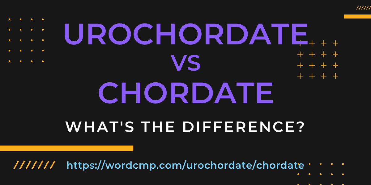 Difference between urochordate and chordate