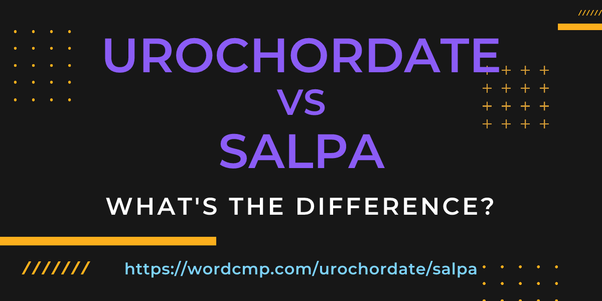 Difference between urochordate and salpa