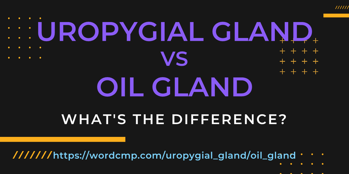 Difference between uropygial gland and oil gland