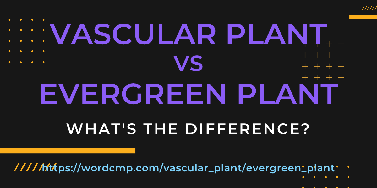Difference between vascular plant and evergreen plant