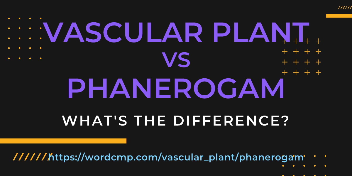 Difference between vascular plant and phanerogam