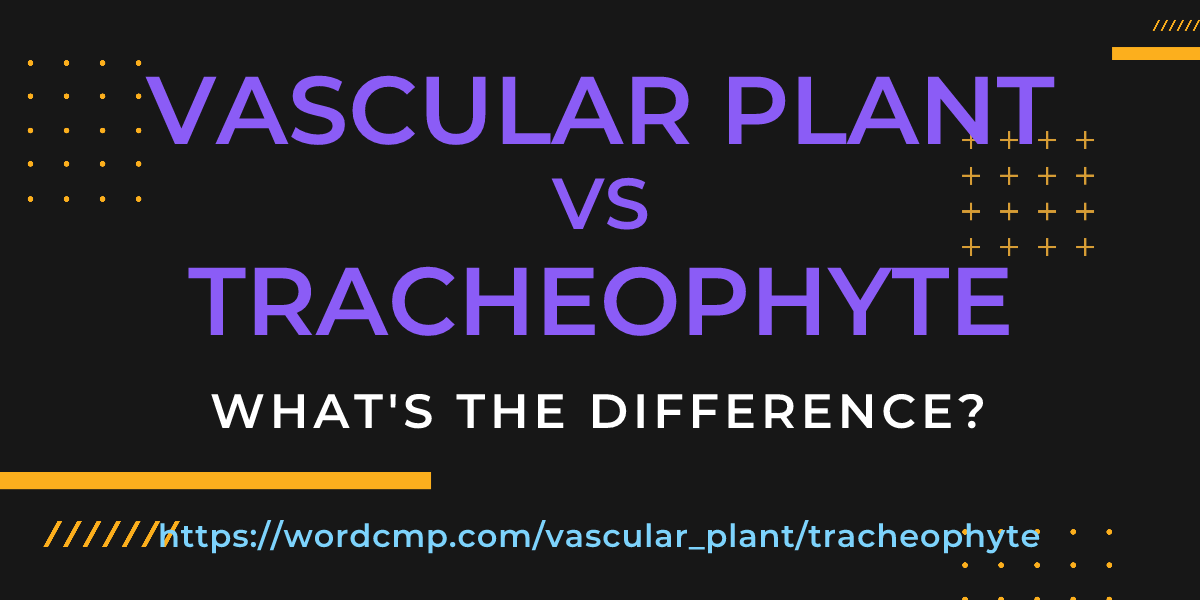 Difference between vascular plant and tracheophyte